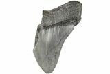 Partial Megalodon Tooth #194050-1
